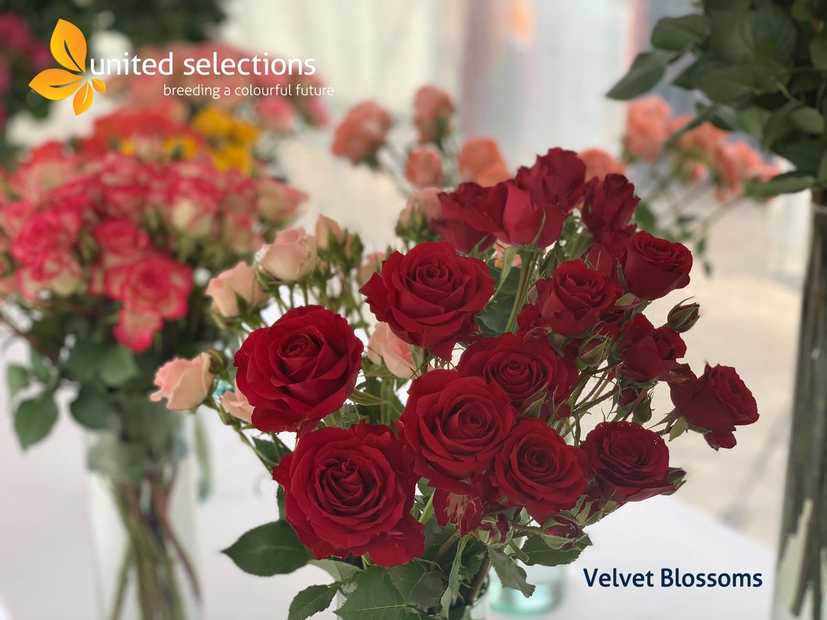 LatinSelections's tweet photo. Velvet Blossoms.
#colourfulfuture #unitedselectionsbreeding #roses #rosebreeding https://t.co/QM0xqyeDU1