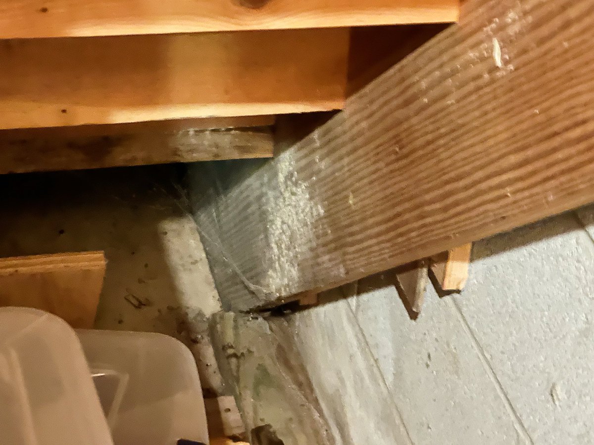 bluechiprestore's tweet photo. This #mold growth is located in a closet under the stairs. The conditions here were dark and just damp enough to allow the growth to happen. The #water intrusion issue that caused this is being fixed and then we’ll go in to remediate. #waterdamagerepair #nashville https://t.co/CFlXkYu9hW
