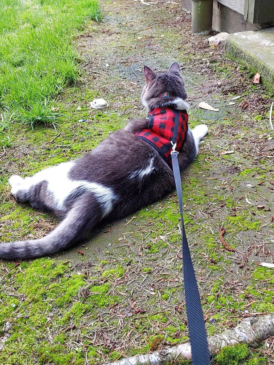 kisstheswitch's tweet photo. @statsigfig @causamdicere @clhubes Same with my cat https://t.co/jvWSe4I3eI