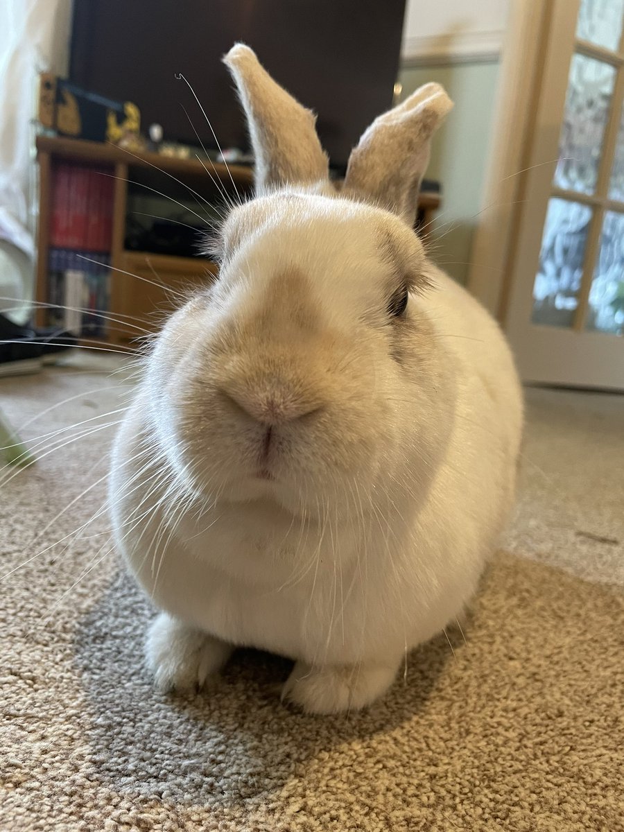 bunarium's tweet photo. Stupid human finally finished Unit 3: Anatomy and Physiology of her Rabbit Studies diploma. She got 95%!!! This one took her a while because veins and internal workings make her feel woooozy 😵💫 #StupidHuman
(P.s the next module is all about SNACKS! 😋) https://t.co/6S3dD5DWqe