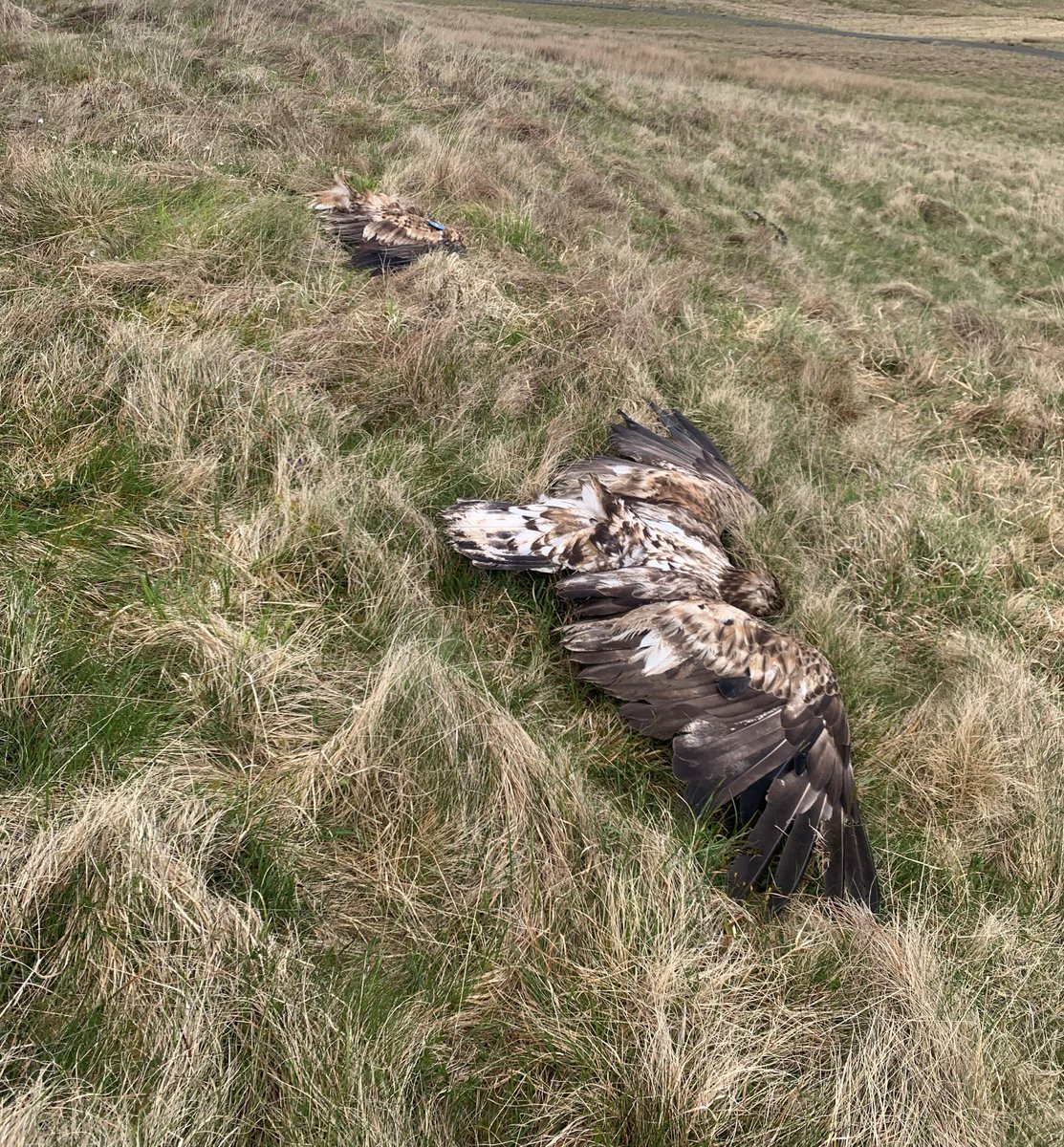 nirsg's tweet photo. Devastated about the discovery of two young White-tailed eagles dead in Co. Antrim earlier this week. Please let PSNI know if you have any information. More here https://t.co/uuofA0eaaY https://t.co/kqOVMhiq38