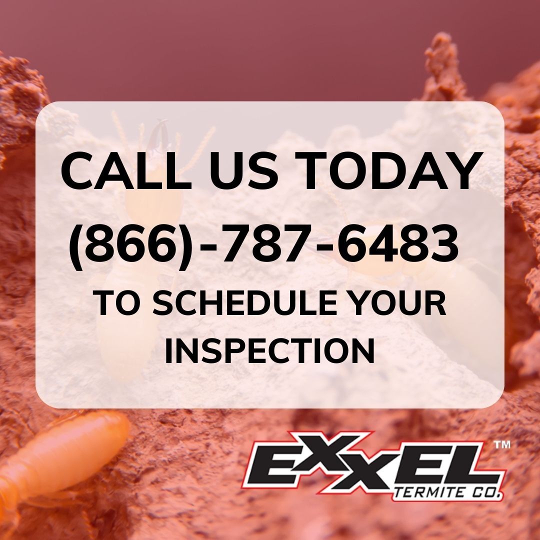 Don't hesitate to call us today to see what your options are at (866)-787-6483! 🏠🦟🚫
#exxeltermite #termite #termitecontrol #fumigation #repairs #termiteinspection #freeinspection #elliethetermite #orangecounty #lacounty