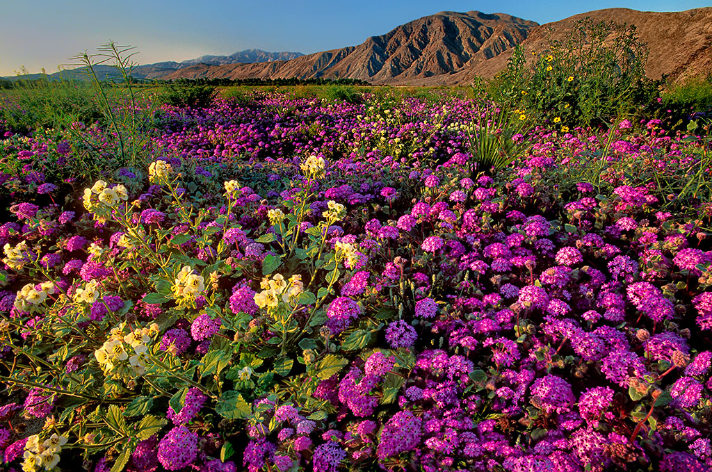 A guide to capturing spring beauties in California (and beyond). ow.ly/Ejcf50OimYK