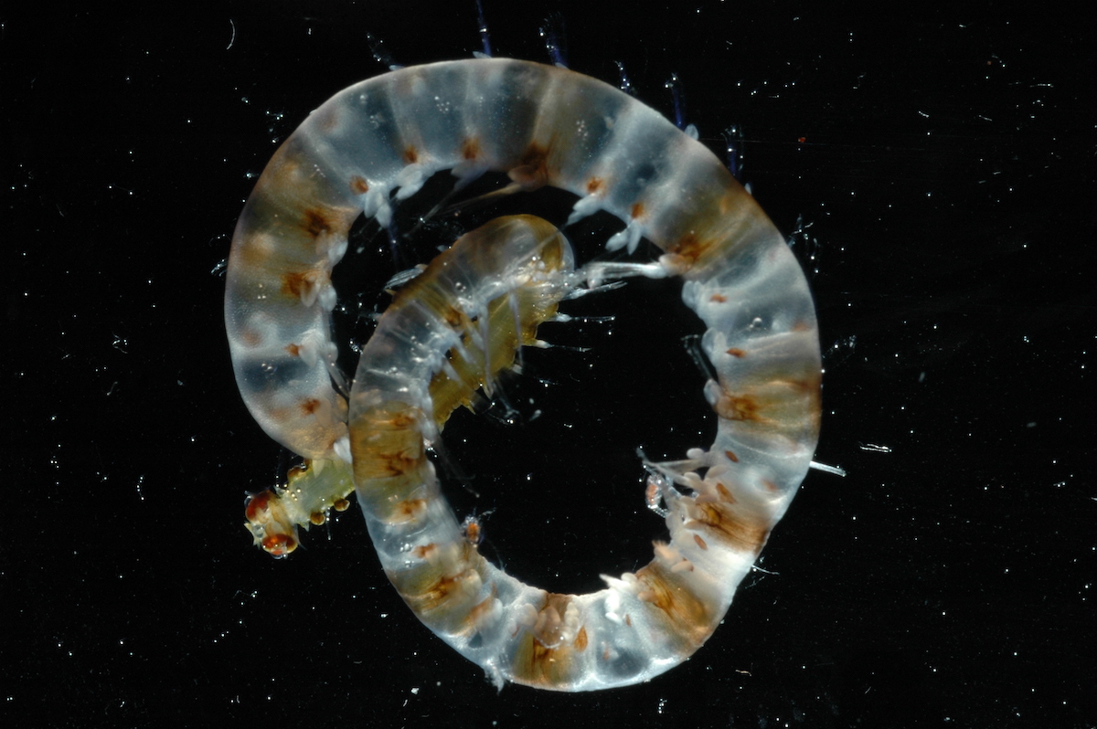 WHOI's tweet photo. With fragile, transparent bodies that can reach up to a foot (30 cm) long, alciopid worms live anywhere from the surface to hundreds of meters deep. #WHOI scientists found this specimen during a 2006 research expedition in Antarctic waters. #WeirdOcean https://t.co/fmHqPsesVT