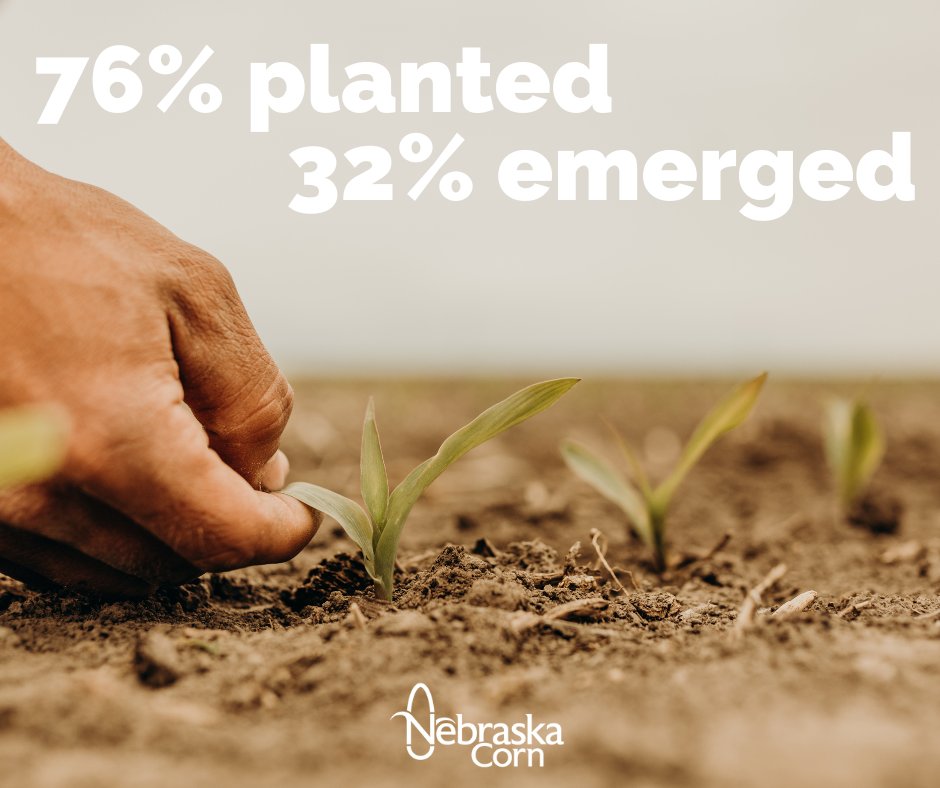 NECornBoard's tweet image. Nebraska corn farmers have been hard at work this planting season! 76% of Nebraska's corn crop has been planted while 32% has emerged! Don't forget to keep sending in your planting photos! #cropprogress #nebraskacorn