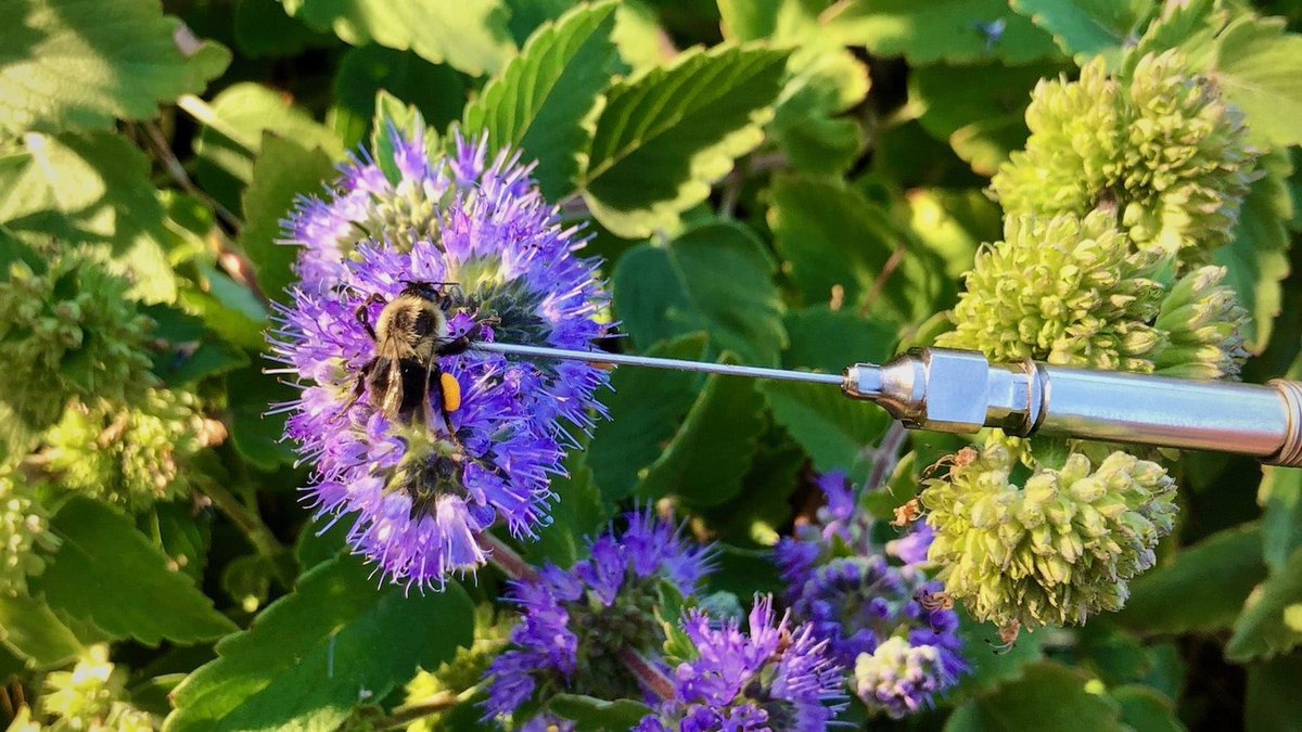 Elsa and #AppliedEcologyMinor Malia Naumchik found that carrying pollen is a workout for bumble bees and that it raises their body temperatures. Read more in: 'Study Finds Carrying Pollen Heats Up Bumble Bees, Raising New Climate Change Questions' buff.ly/41QI3Xr
