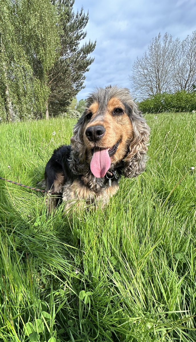 CockerShow's tweet image. Nice outing in da evening sunshine ☀️ Yes !! 🐾x
#showcockerlove