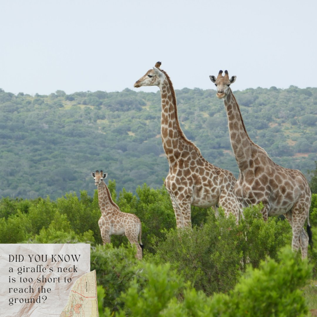 GVE_GoHelpLearn's tweet image. Male giraffes are called bulls and female giraffes are called cows! 🦒