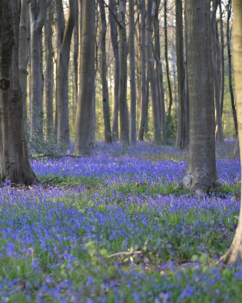 A Bluebell wood is a treat beyond measure. We can say ‘the SMELL’ and wax lyrical about that perfect blend of blue & purple, but it’s impossible to get across just how special they are. It’s the kind of special you *feel*, but can never quite find the right words for. Heaven 🤌