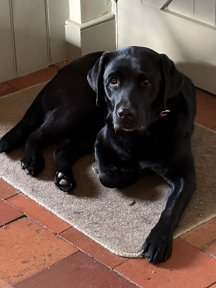 MLambswick's tweet photo. Yummy yummy 5 pheasant poults for lunch 🙄🐾♥️😬 Don’t normally have lunch as am obviously not a puppy but they were in my orchard!!! Am a bit full now but have still had my tea….obvs. Time for a lie down. 💤💤💤 https://t.co/SbIMjog1Tk
