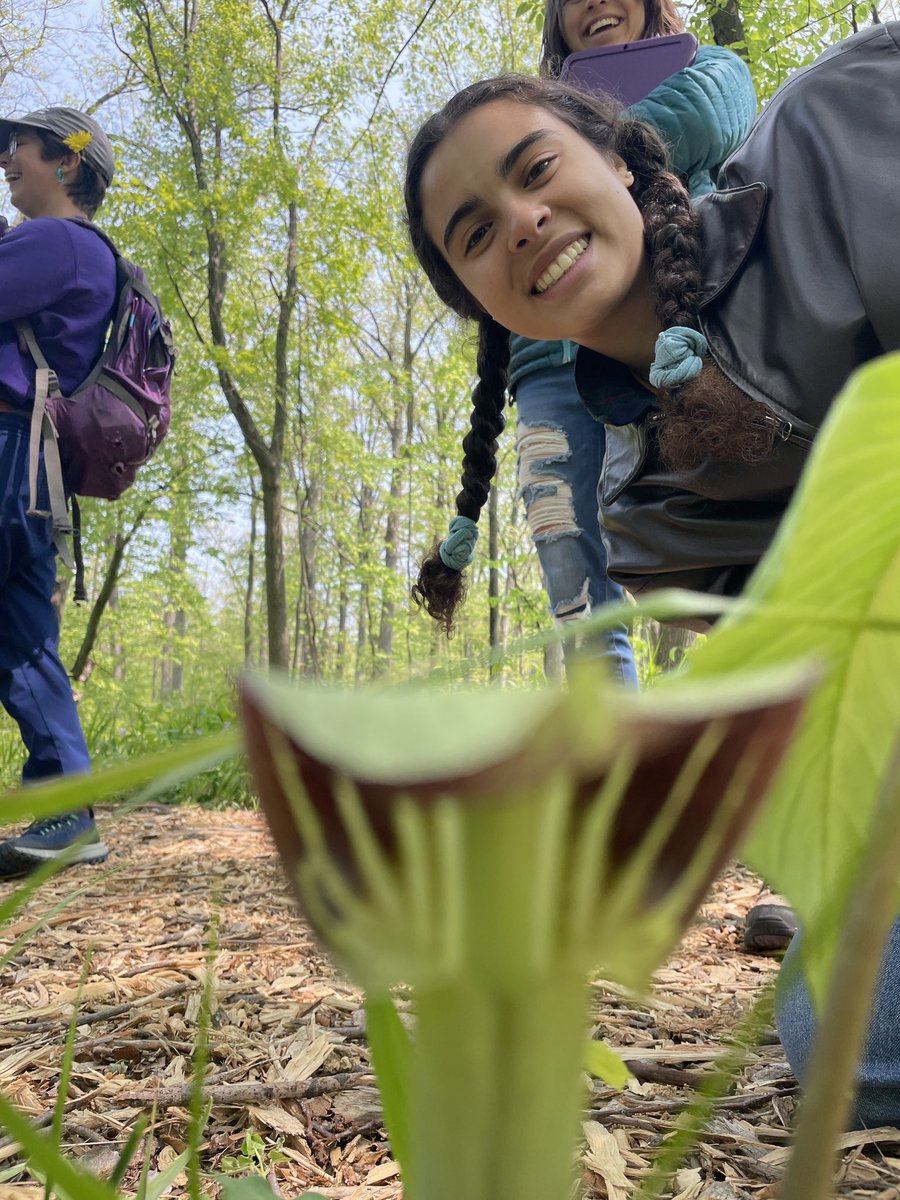 jack in the pulpit joy! (Arisaema triphyllum)
