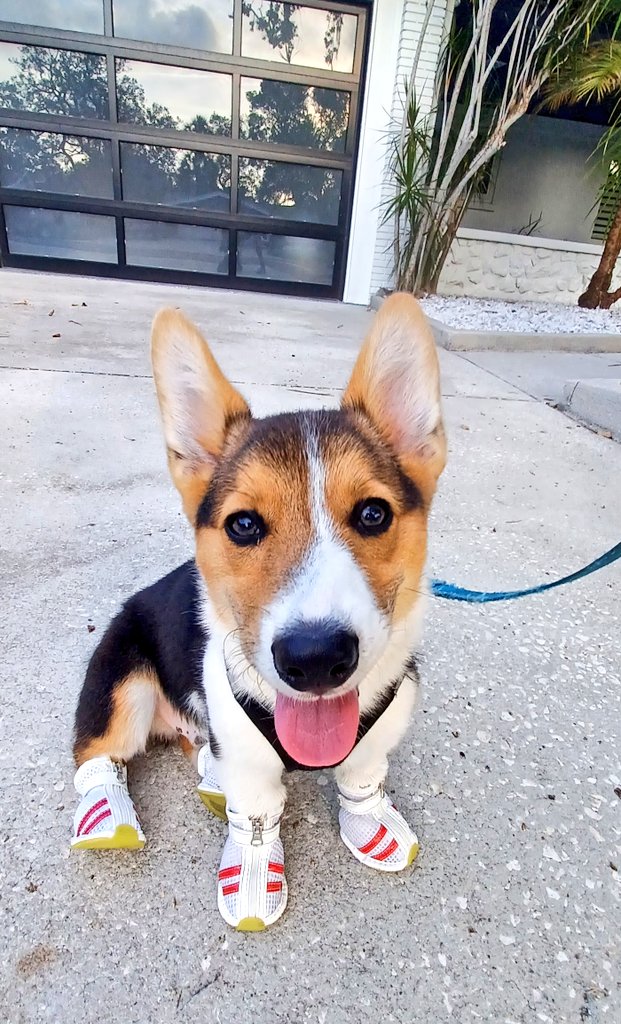 imcorinnemec's tweet photo. New sneaks, who dis? #corgilife 😃💗 https://t.co/zHJYHgVPDc