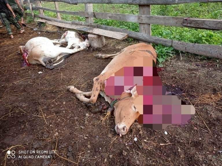 HtunA97494's tweet photo. A17 yo girl was killed and 8 residential properties including clinic ere destroyed by the bombardment of military troops in Sawlon village, Bawlakhae tsp, Kayah division this morning, according to Bawlakhae PDF. #2023May17Coup  #WhatsHappeningInMyanmar https://t.co/9pe6LJD2hl