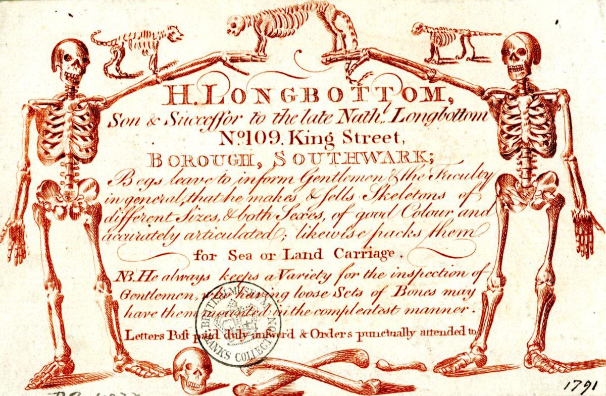 Dr Dan O'Brien on Twitter "Two skeletons stand proudly on the trade