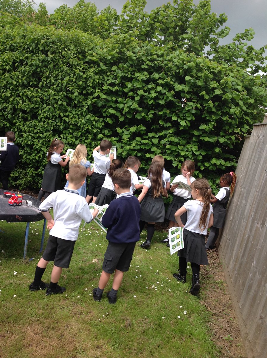 MissLenton2's tweet image. Year 1.. also known as - leaf detectives... #ScienceLearning 🍃🌿🍀🍂 @StThomasBoston @InfinityAcad @MrsMelson5 @MissF1122