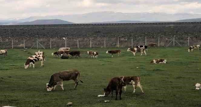 Kışın uzun ve zorlu geçtiği #Kars'ta hayvanlar meralarda otlatılmaya başladı. Meralara yayılan hayvanlar renkli görüntüler ortaya çıkarıyor.