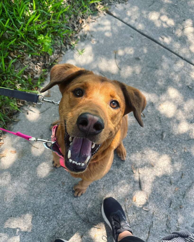 DogPossible tweet picture