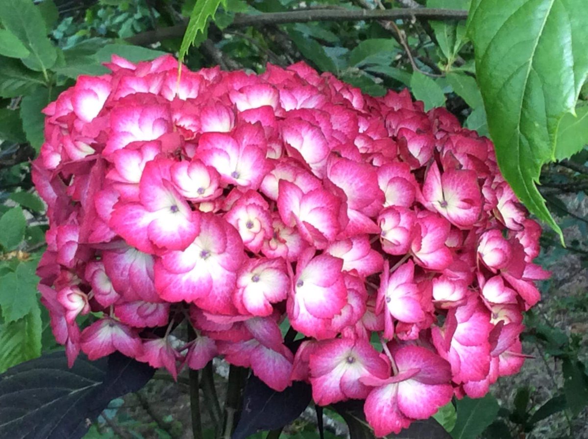 IN PIAZZA – A Bolsena la venticinquesima edizione della Festa delle Ortensie.   tusciaeventi.it/eventi/in-piaz…  #ortensie #festaortensie #bolsena
