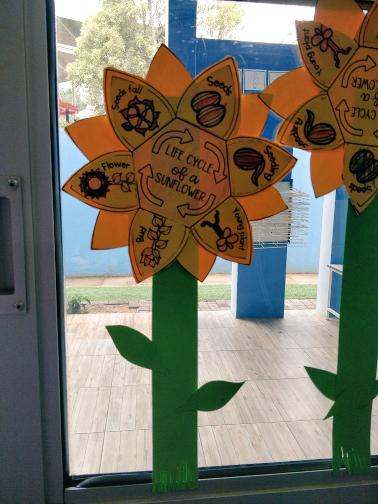 Reception UOI: Plants- learning about the life cycle of a Sunflower #sharingtheplanet #ibpyp #sunflowers