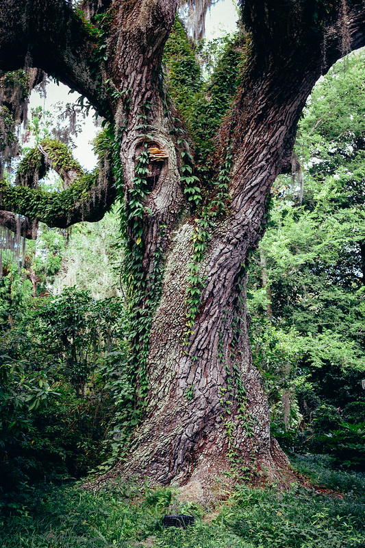 BenCoyPhoto's tweet photo. @treskanica Brookgreen Gardens, Murrells Inlet, SC - one of my favorite Live Oaks. https://t.co/k6Dhq7LiY0