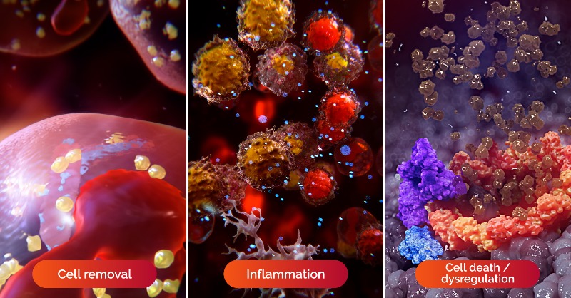 ApellisPharma's tweet photo. Our work at #Apellis starts by controlling complement at C3. 

C3 controls effects that can drive disease, like cell removal, inflammation, cell death or dysregulation. By controlling it, we aim to deliver life-changing medicines across a range of serious diseases.