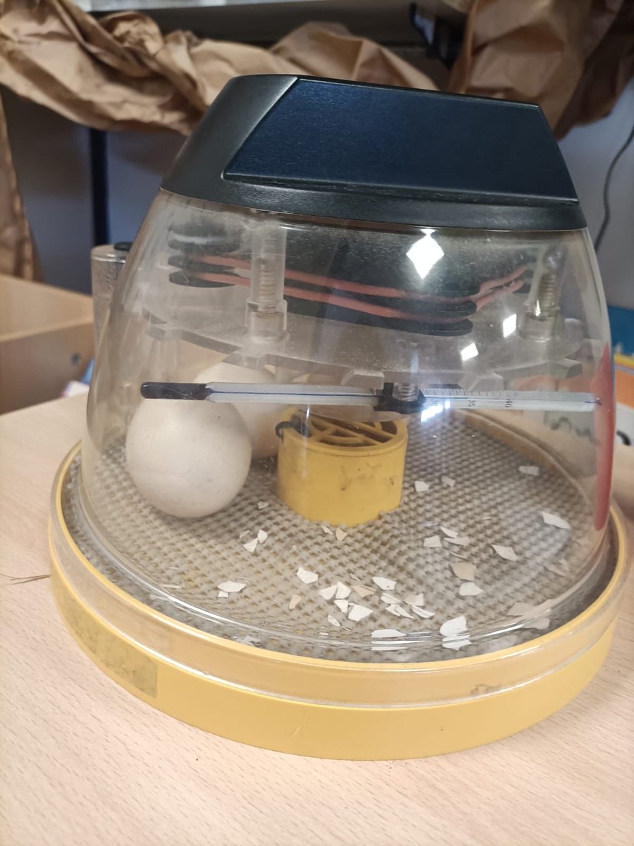 Severn Beach Primary School tweet media