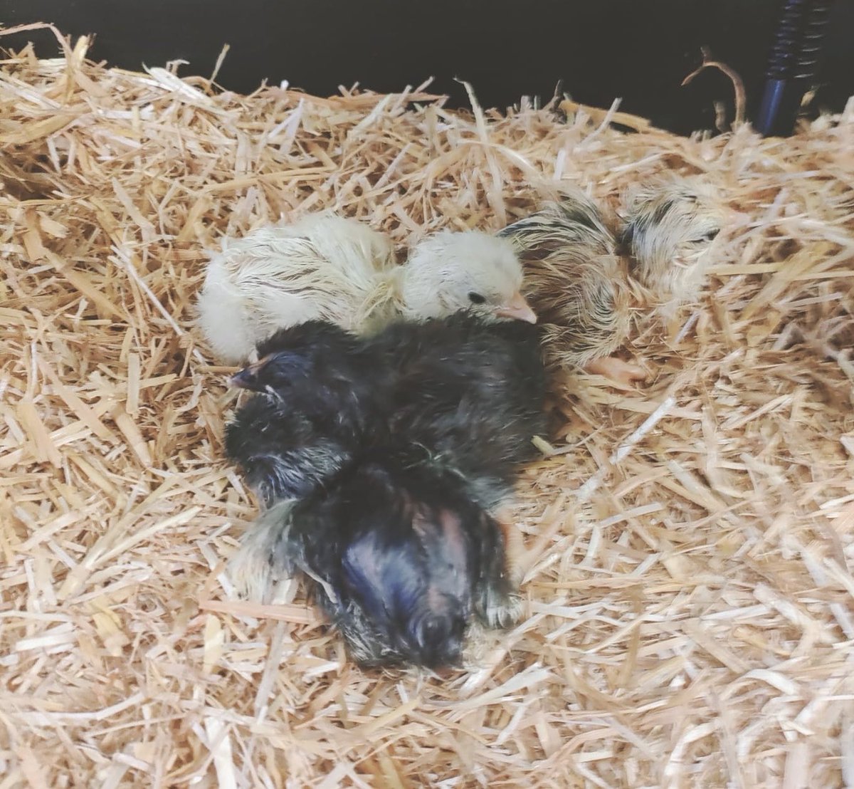 Severn Beach Primary School tweet media