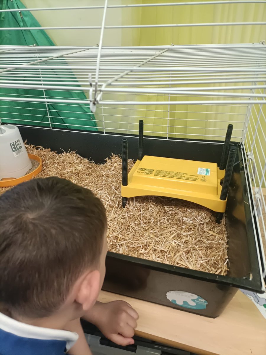 Severn Beach Primary School tweet media