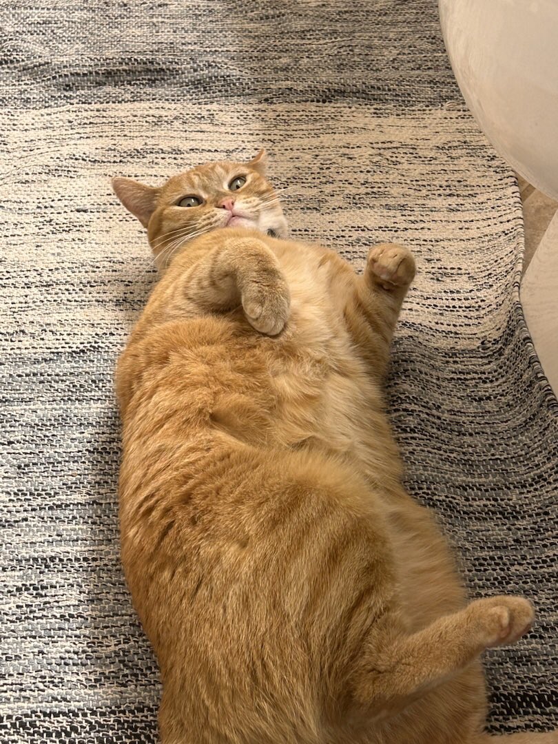 TheSandyPooch's tweet photo. 3 Separate Moods for Orange Cats. 1. 🍞 2. The Hunt 3. Lazy 🥔 #orangetabby #cats #relaxingcats https://t.co/WCw68NmnnK