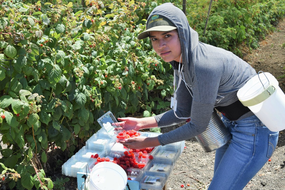 OEHHA's tweet photo. It's National Farmworker Women's Health Week! #NFWHW Farmworker women play a vital role in growing food &amp; supporting their households. But pesticide exposure can harm their health, especially during pregnancy.

Check out our pesticides health resources: https://t.co/PxIXi2DUU8 https://t.co/QesZqnYYoq
