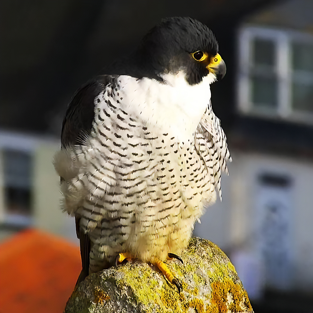 Cromer Peregrine Project tweet media