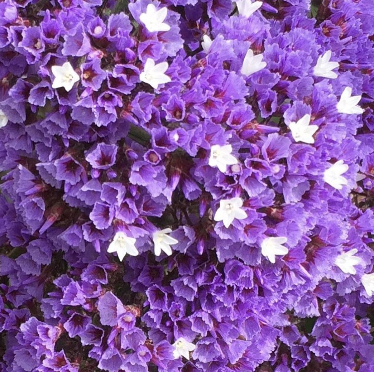 FloralArtImages's tweet photo. Purple And White Together: photo "I think it pisses god off if you walk by the color purple in a field somewhere and don't notice it" Alice Walker
#natureinterpretation #art #nature #pictureoftheday #Violet #white #colorfy #flowers #emergingart #floral #floralgift #flowergift https://t.co/C4Dx3Bbxzb