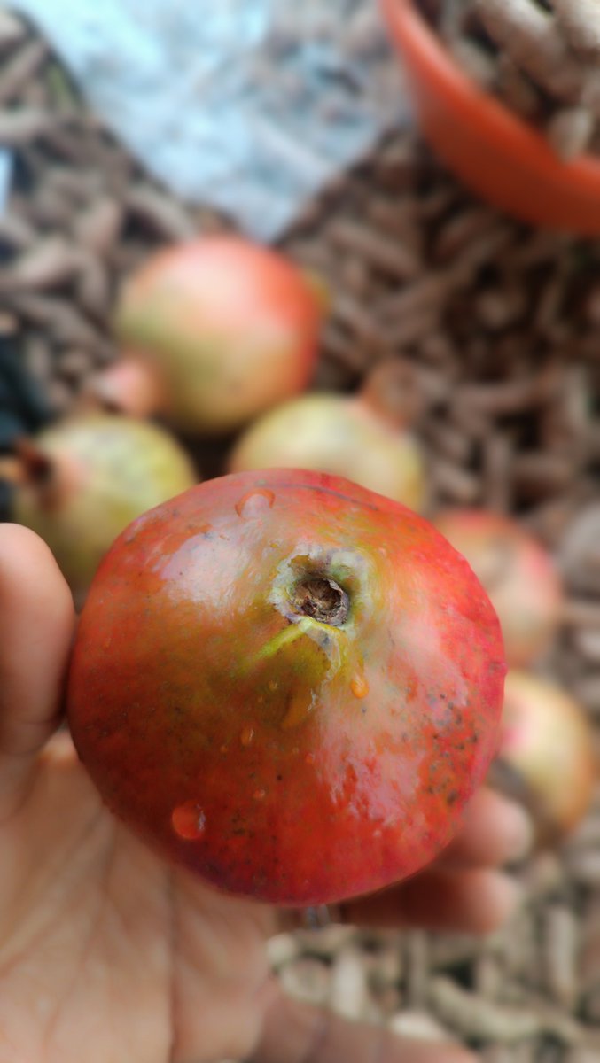 Mfon__Udoh's tweet photo. Pomegranate one of the most healthy and expensive fruit also grows in Jos but why isn't it grown in a commercial scale?

I shared my thoughts on FB. You can read through it

https://t.co/16ZJGmZuy4 https://t.co/JCTp2Oi5gw