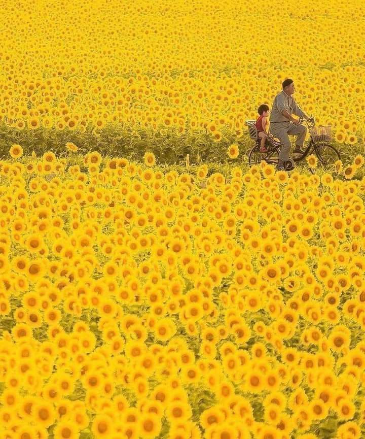 franch_laura's tweet photo. Una flor florece para su propia alegría.

Oscar Wilde

🖌️ Fujio Kamimura https://t.co/4XWj66Lmml