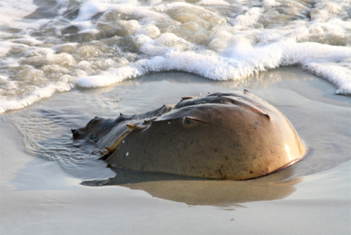 RiverHouseDel's tweet photo. From strawberries to horseshoe crabs, Delaware’s state symbols represent The First State's cultural heritage &amp; natural treasures! How many #Delaware state symbols can you recognize? Check out our latest blog post to test your knowledge.

https://t.co/hXPhmUq6c1 https://t.co/jPOkSIkLid