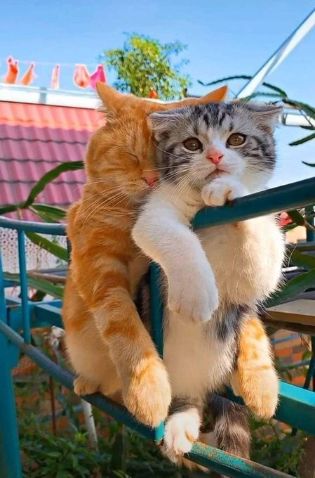 Why you should have a cat tweet media