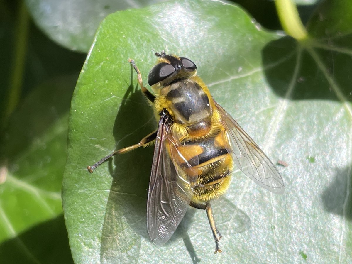 Was joined in the garden today by this little hoverfly - Myathropa florea - or it's even cooler common name Batman Hoverfly! I may have seen it before but assumed it was a bee. #insects are amazing when you really look closely at what's all around us! #wildlife #WildWebsWednesday