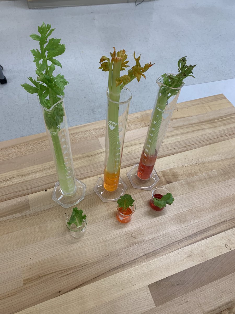 hvonhoene's tweet photo. ⁦@NeuseRiverMS⁩ Agriculture students studying how xylem work to transport water up the stalk / through the vessels to the leaves of a plant. #AgInAction https://t.co/KGdj7IoHPN