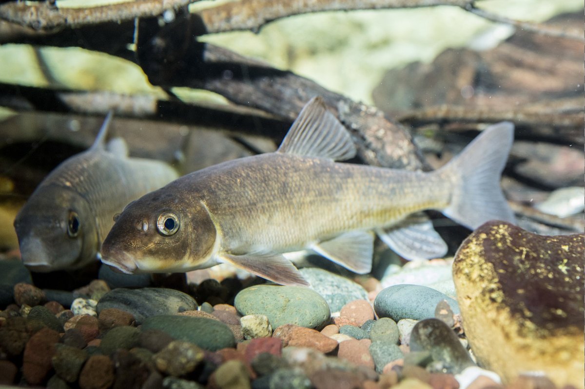 Shedd Aquarium (@shedd_aquarium) on Twitter photo Great news for the Great Lakes! They have been named the first freshwater Hope Spot by <a href="/MissionBlue/">Mission Blue</a>. Hope Spots are special places across the globe that are recognized as scientifically critical to our ocean's health and designated for protection. (1/4) Great news for the Great Lakes! They have been named the first freshwater Hope Spot by <a href="/MissionBlue/">Mission Blue</a>. Hope Spots are special places across the globe that are recognized as scientifically critical to our ocean's health and designated for protection. (1/4)