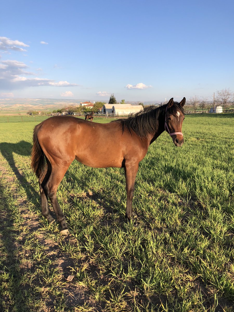 🦄Satışa arz edilen tay
🦄2022 Dişi
🐴Baba: Bodemeister 
🦄Anne: Wild Step by Sri Pekan

🦄1.Anne WILD STEP ,185.000£ kazançlı Lady Wulfruna Stakes galibi SOLAR DEITY ile kardeştir
🦄2.Anne DAWN RAID,2 kez G1 kazanan BACHIR ile kardeştir
🦄Anne familyası INVINCIBLE SPIRIT ve
