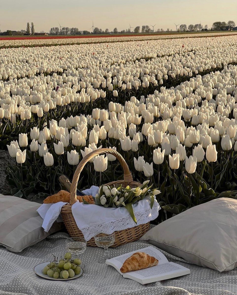 Tulip field 🤍