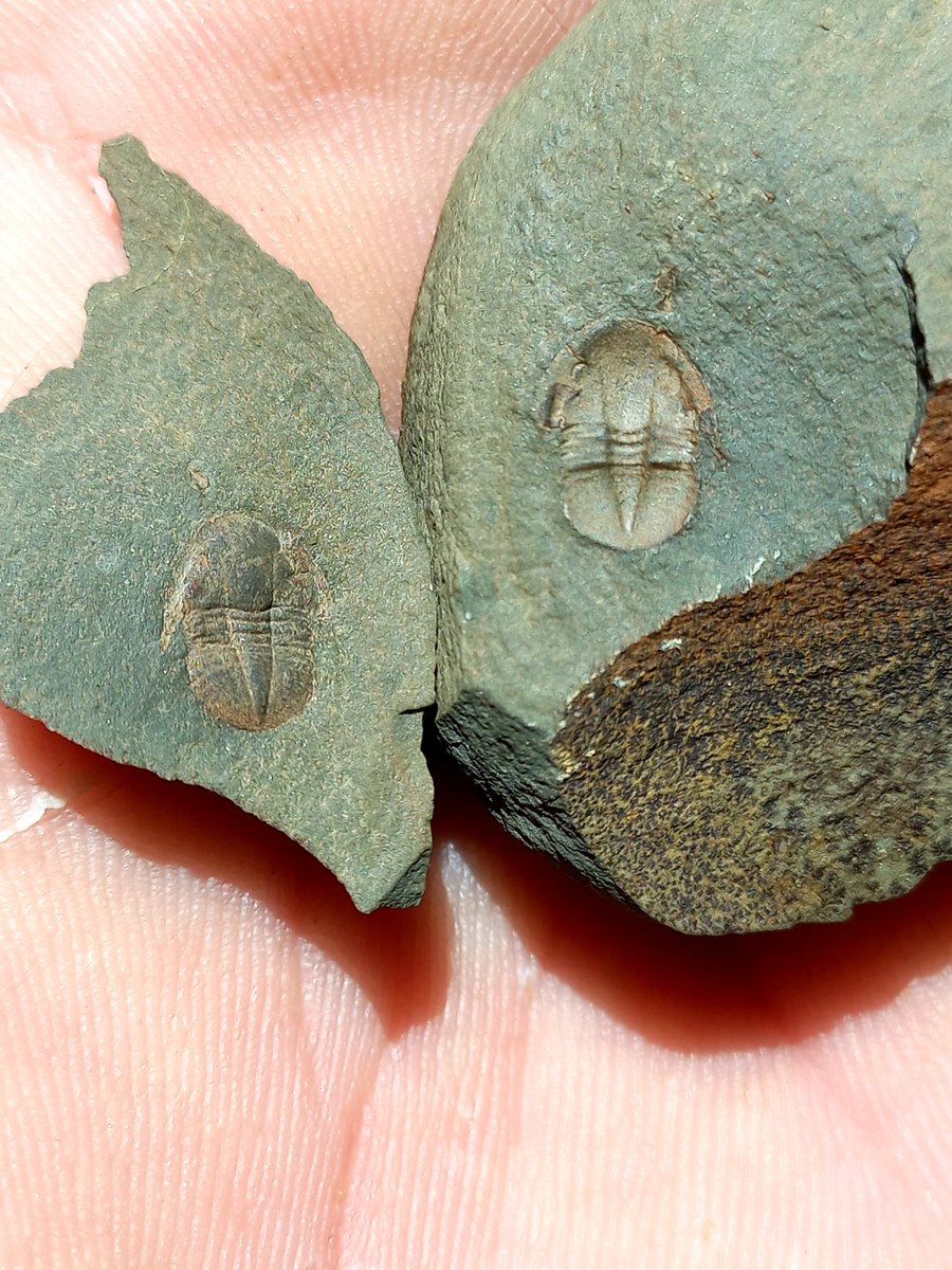 BenFossil's tweet image. Nice trilobites from fezouata site Morocco !#fossile #trilobite #geology....
