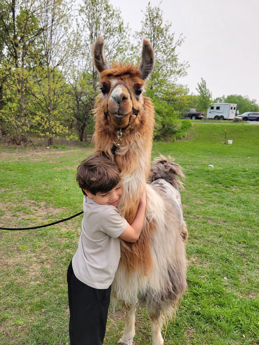 MsWuAS's tweet photo. Lots of llama love this morning! https://t.co/kzaX1NHH0H