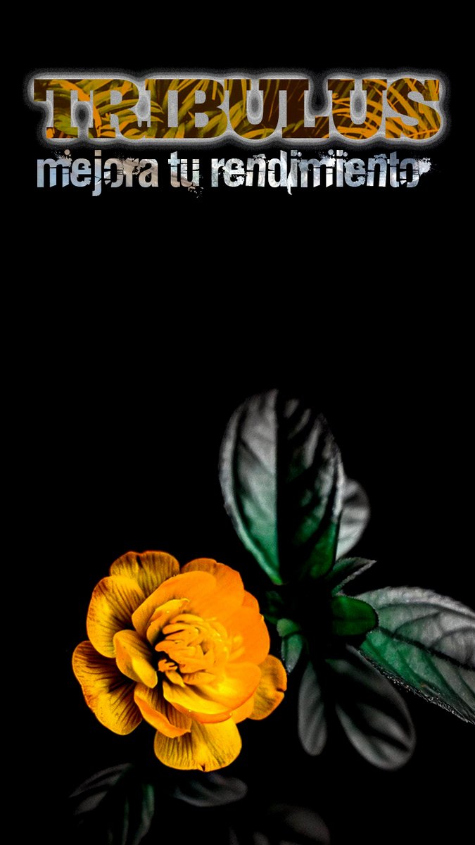 hijosdespartan's tweet image. Descubre el tribulus terrestris, la planta que mejora tu salud sexual, cardiovascular y muscular. Entra aquí y conoce sus beneficios, usos y contraindicaciones: hijosdespartan.com/tribulus_terre… #tribulusterrestris #plantamedicinal #salud