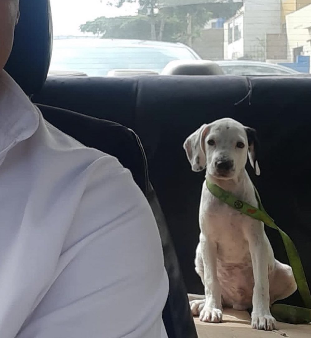 ticnt_'s tweet photo. Lo acaban de devolver de su adopción:( Recién tiene 2 meses y casi mu3re por los golpes de su antiguo dueño y ahora el nuevo lo deja. A él le costó mucho confiar en la nueva familia en las últimas semanas y al final para nada

Busca familia PARA SIEMPRE, difusión! https://t.co/mGbVY5nEFQ
