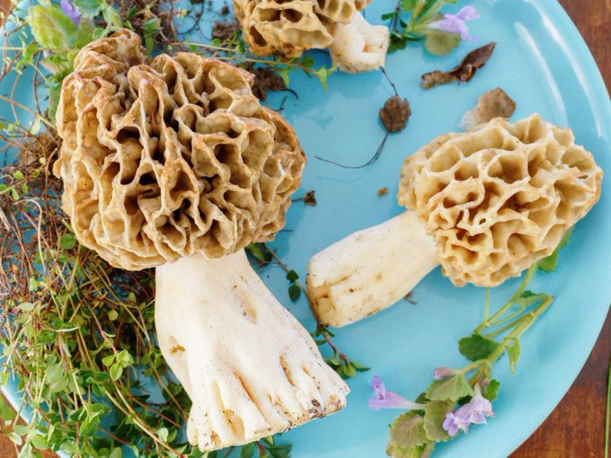 marillion13's tweet photo. Everything You Need to Know About Morel Mushrooms—Including How to Find, Wash, and Cook Them.
Luxury ingredient for the RICH, I only use cremini or oyster mushrooms.
Often buy them reduced at MixMarkt (after the weekend or so).
#BeyondPoor.
https://t.co/qUJH9lHdjy https://t.co/Wxb4hyW30C
