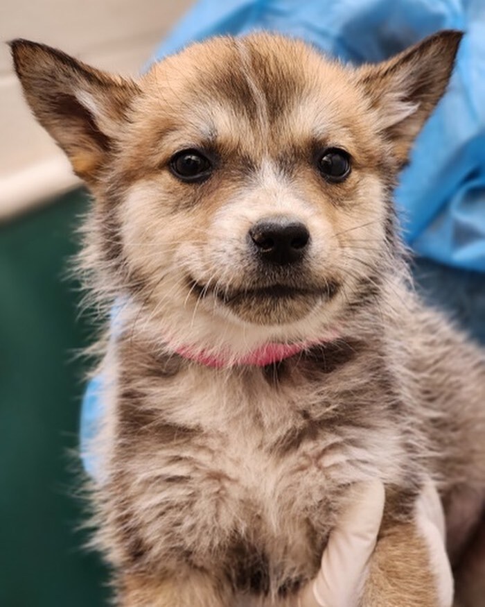 🥤What’s better than a cold soda when you’re simmerin’ in sunshine out on the lake? Not much … except maybe puppies 😍 We are willing to bet Fanta, Mountain Dew, Rootbeer, Sprite, Dr. Pepper, and Pepsi will level up your summer fun! All pups go home sp… instagr.am/p/CsWmt1Cv_Dc/