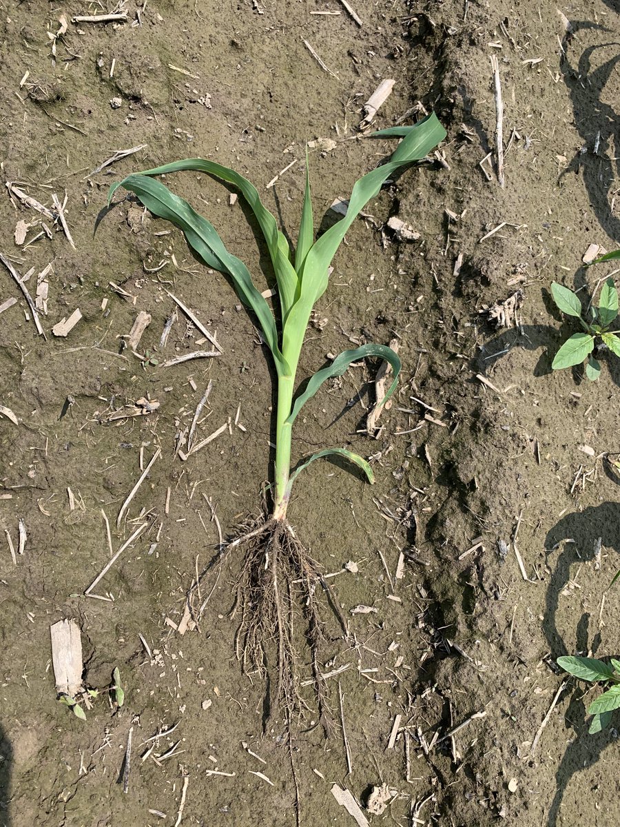 A big bonus we don’t normally get in MO this time of year is great root growth from the drier conditions in April! High yields are still in the making! #missouriagrigold #plant23