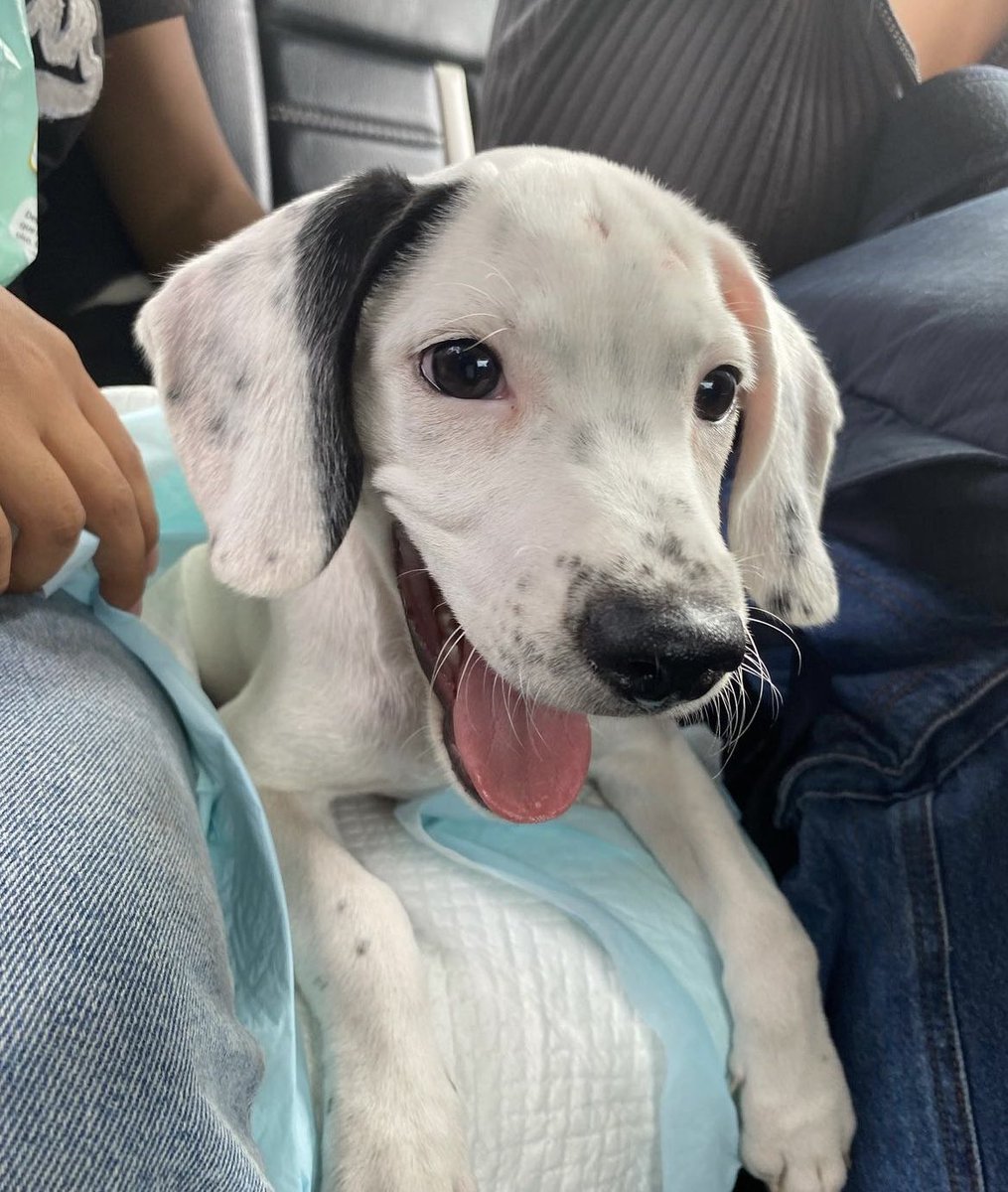 ticnt_'s tweet photo. Gaspar busca nueva familia, su nuevo adoptante lo acaba de devolver porque alguien de su casa no estaba de acuerdo con las mascotas a pesar de que ya se le había pedido esa información.

Un hogar donde pueda confiar y no le hagan lo mismo que los últimos 2 por favor ! https://t.co/BmRL9tSVMM