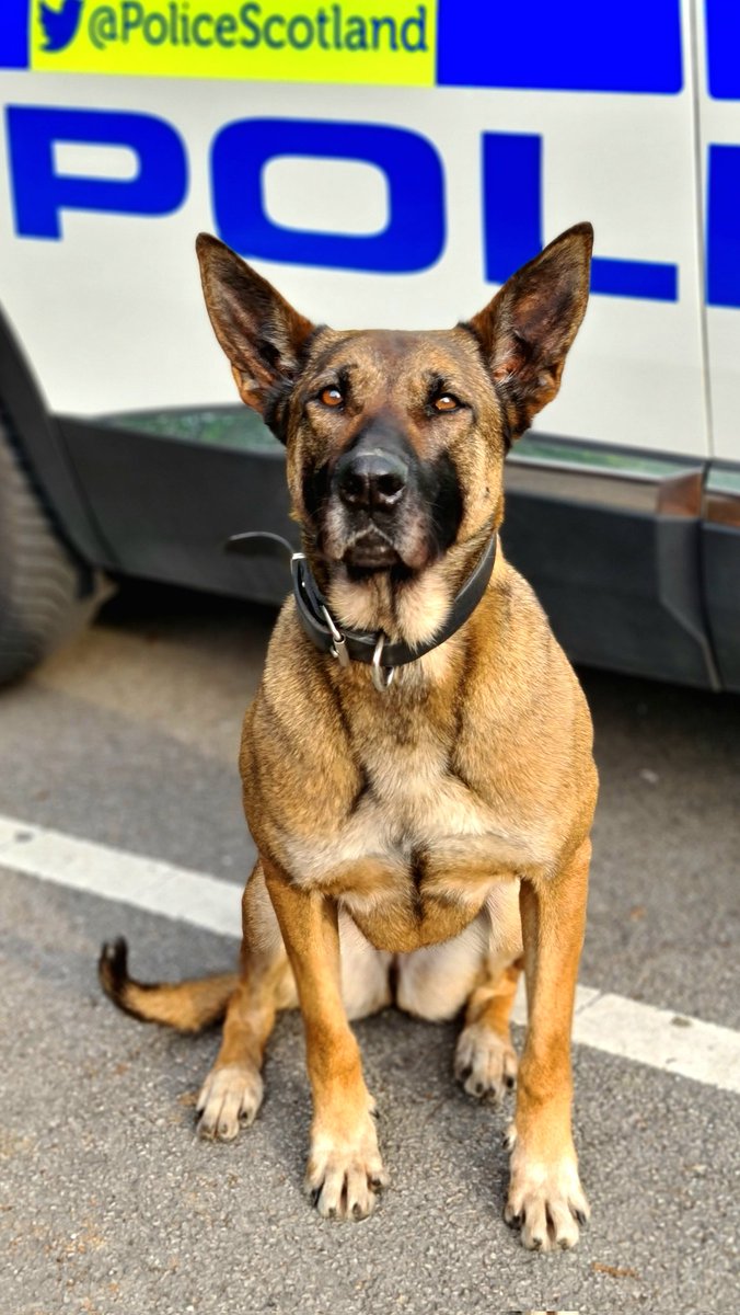 PoliceDogTrials's tweet image. Meet the Dogs of the Trials:

Dog Name: #PDAmber
Breed: Mali
Age: 7
Police Force: @PSOSDogs